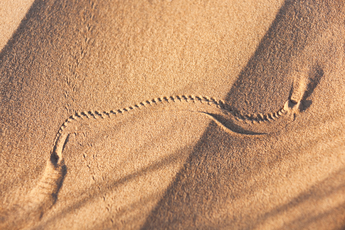 Animal track in desert sand.