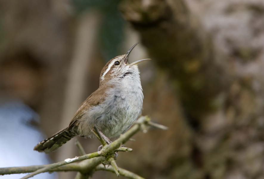 Bewick's Wren singing his Spring Song